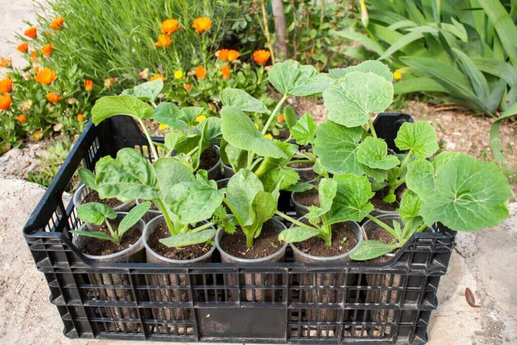 Застосовуйте органічне добриво, щоб підтримати здоров'я та плодоношення кабачків, регулярно поливайте рослини